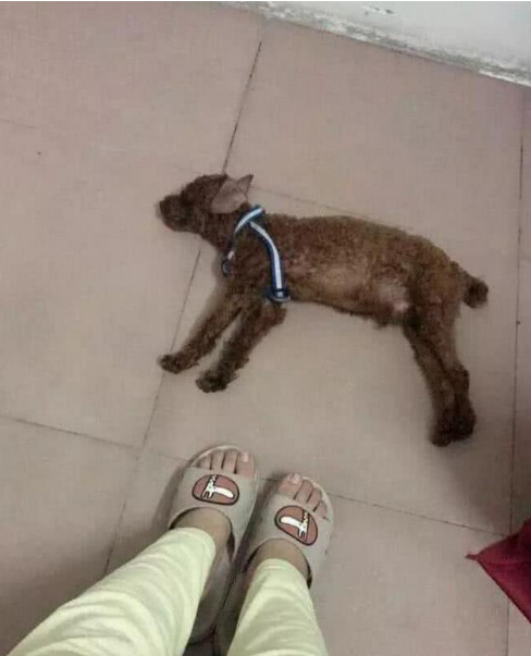 主人旅游两星期,把泰迪自己扔在家里,回来推开门看到这样一幕!