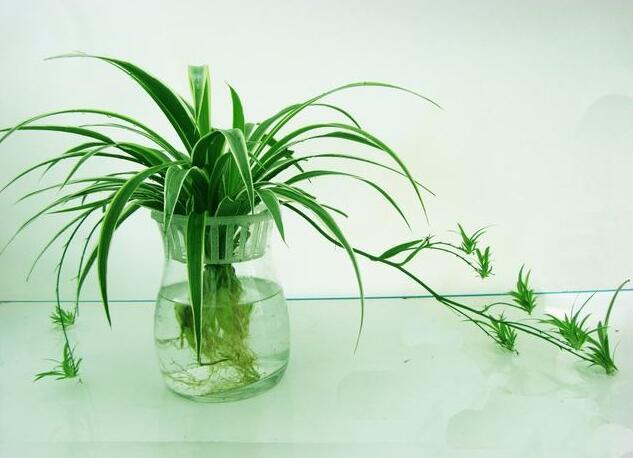 水培植物黄叶坏死,这4种东西放水里,治疗效果明显