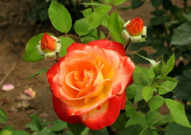 这3种花,好养又好看,叶绿花美,香飘满屋!弄不好就"爆盆"