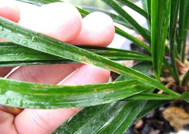 兰花叶片出现这样的黄斑危害很大轻则落叶重则倒苗