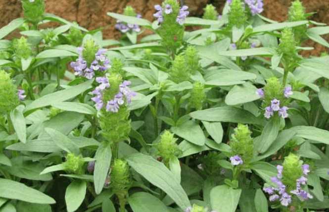 农民喂猪的这些草,其实是中药材,网友:猪难怪长得好不生病