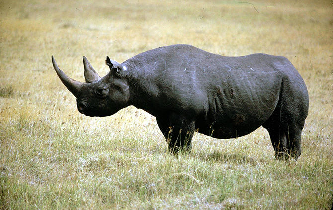 10个已经灭绝的动物起死回生之后的它仅活了7分钟