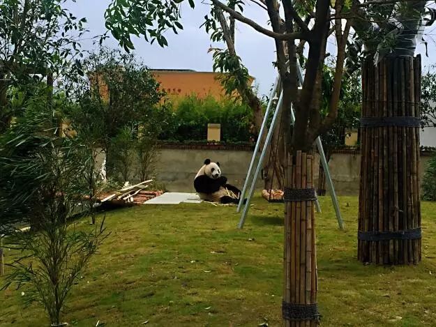 熊猫馆改造升级 功夫熊猫"后花园"乐翻天"疯狂"秀技能