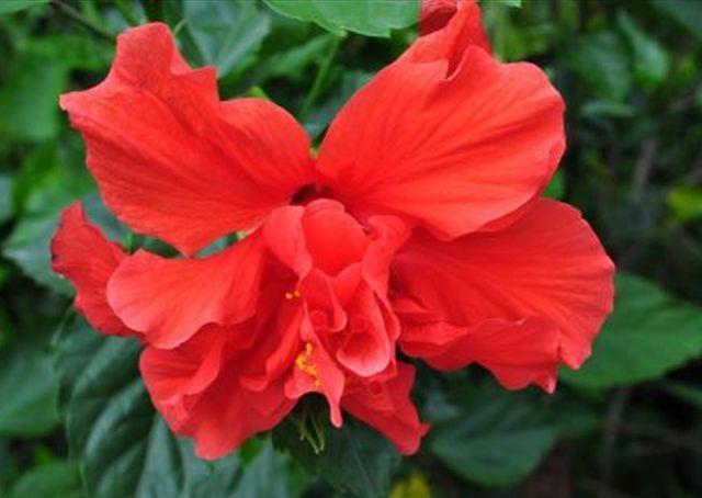 爱花家居养护扶桑花时你知道它四季开花的需要条件是什么