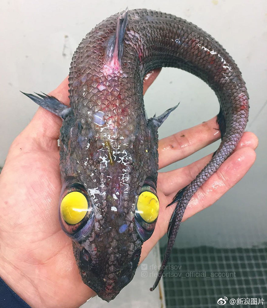 俄罗斯远洋渔民 roman fedortsov 在海上航行17年