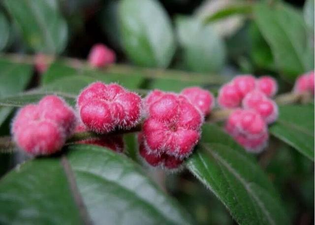 像梅花一样的小果子,在农村很常见,城里人一定没吃过