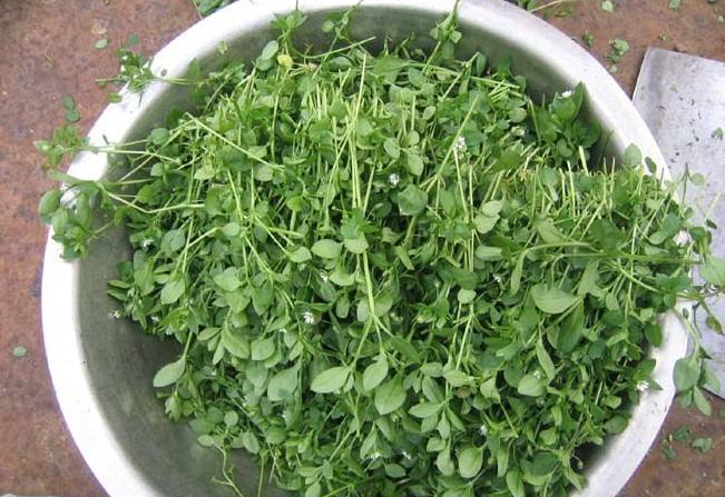 它是一种受消费者欢迎的无污染高品质的野生蔬菜能催乳活血