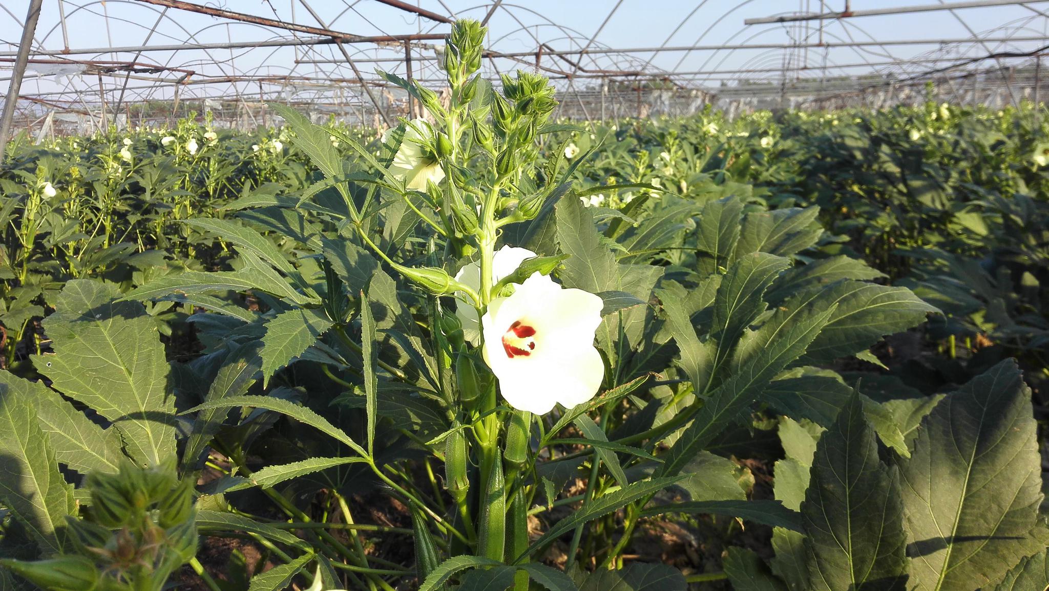 秋葵(秋葵凉拌怎么做)