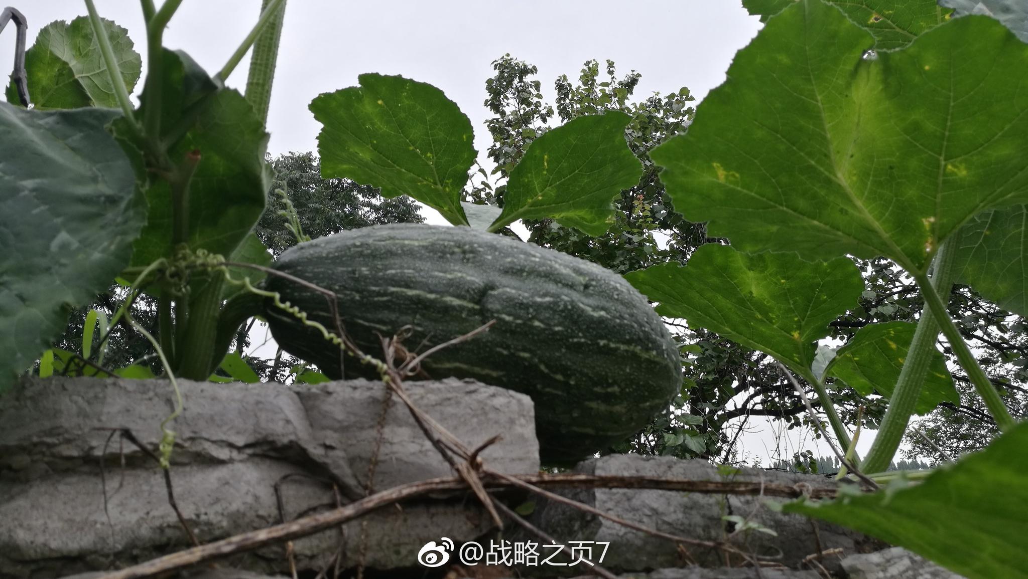 雨後初霽來菜園裡摘點瓜菜晚上吃頓素的