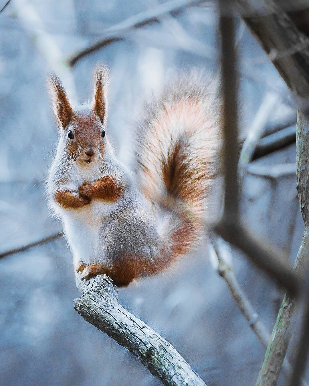 芬兰森林童话般的动物世界|摄影师joachim munter