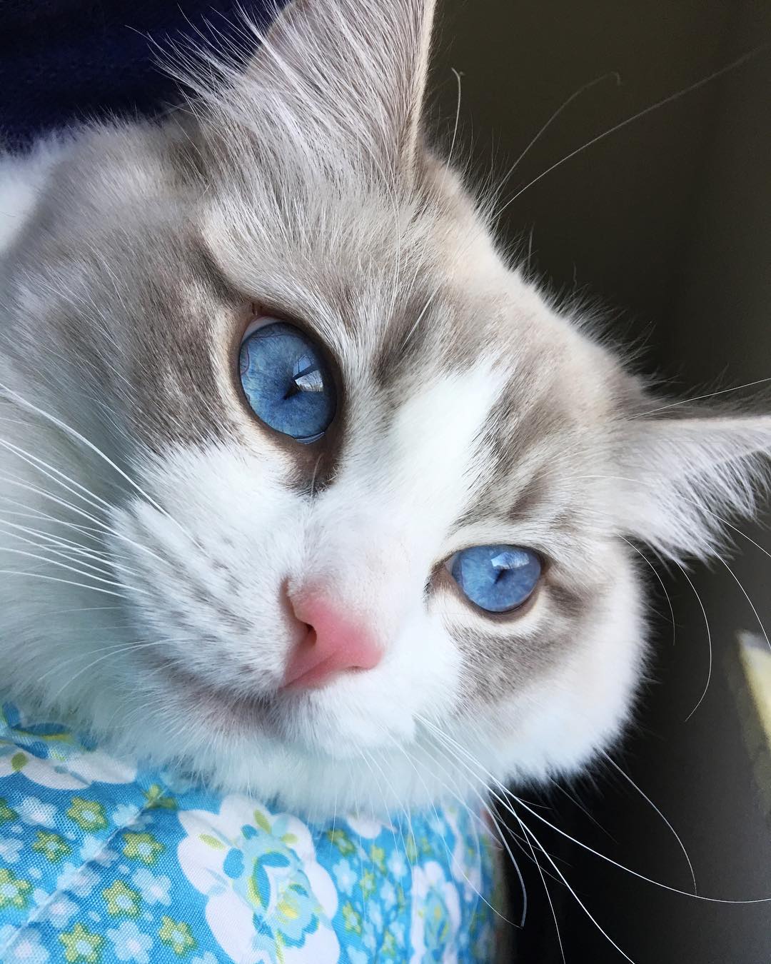 布偶猫的盛世美颜真不是盖的隔着屏幕都感觉到了满满的仙气