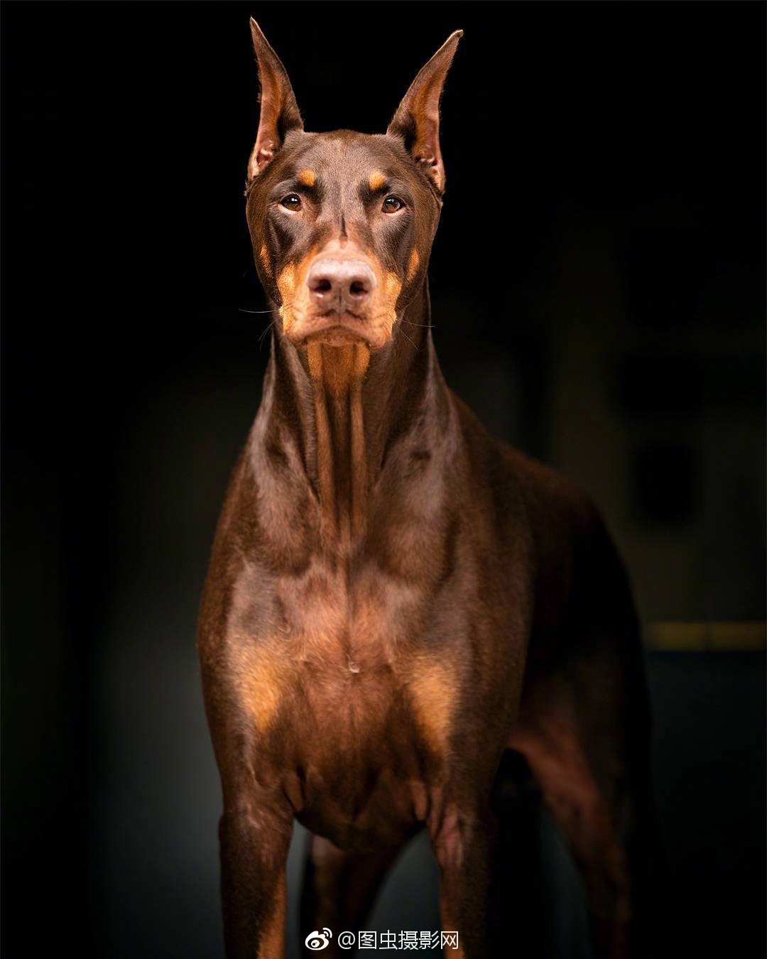 给各位铲屎官一个"炫宠"的舞台