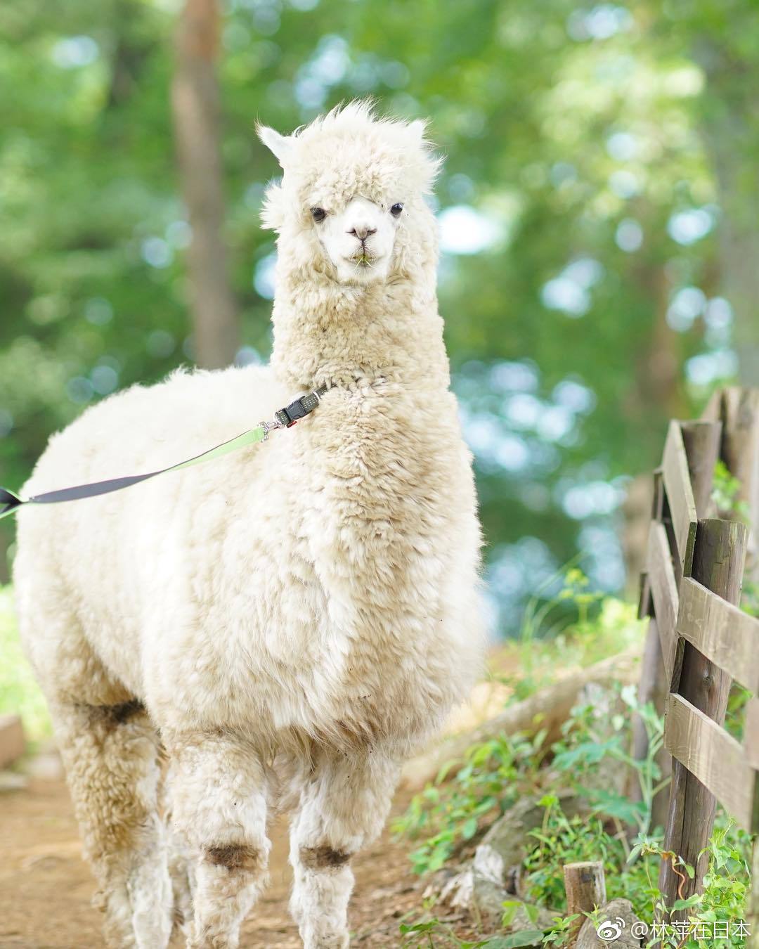 日本专拍羊驼的摄影师(ins:pacamera)镜头下的羊驼们