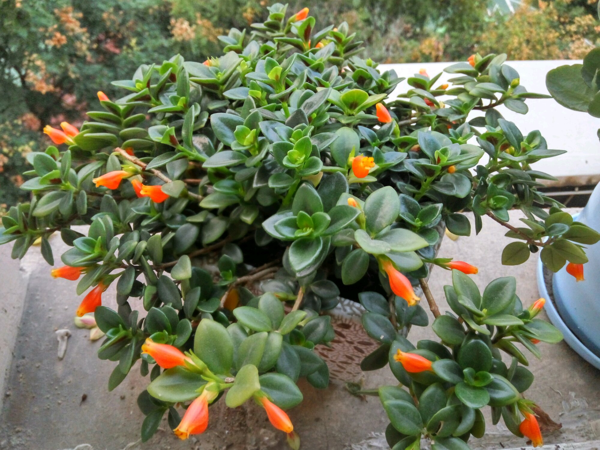 金鱼吊兰的风水作用禁忌(金鱼吊兰剪下来能直接插栽吗) - 123植物网