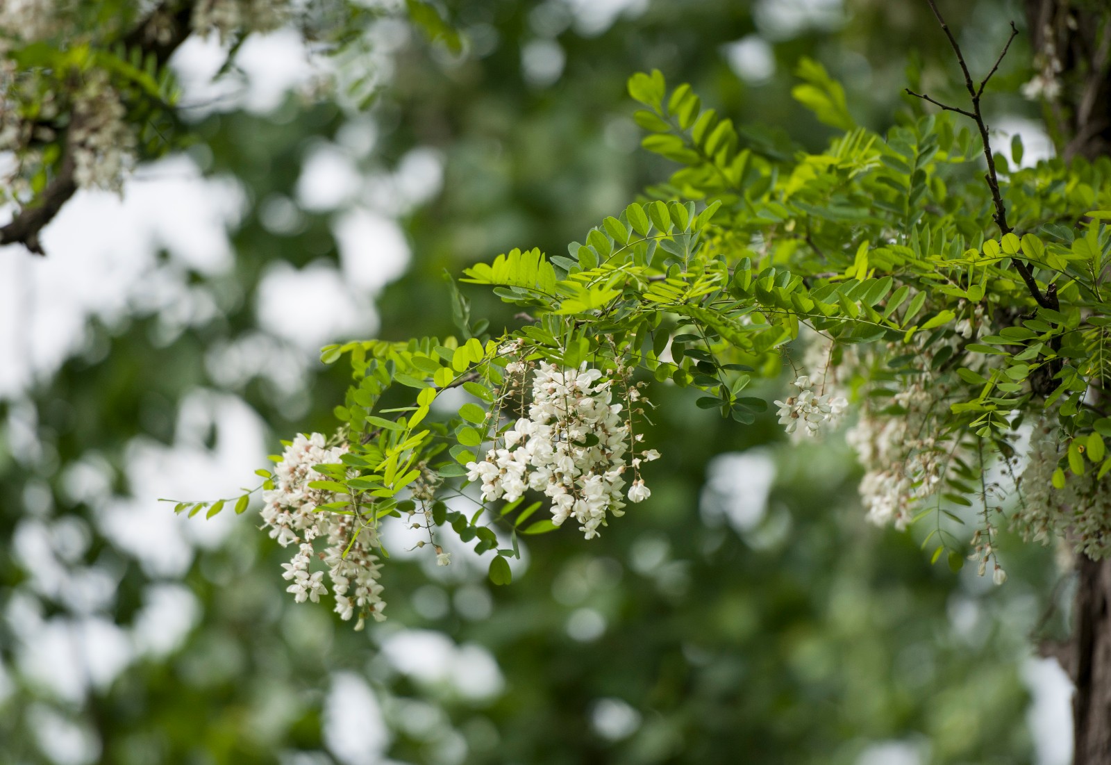 安徽合肥又到一年槐花盛开的时节