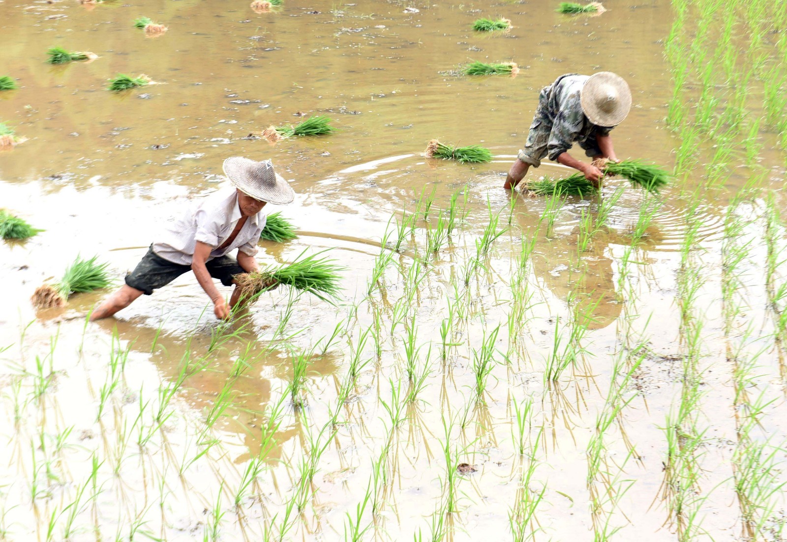 今日芒种这里都是老人在耕种你们那里呢