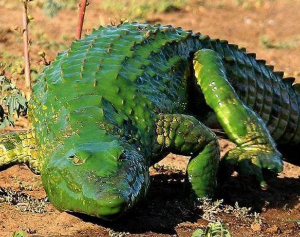 大哥在河边拍到绿色水怪,网友笑称:变异巨鳄被绿了