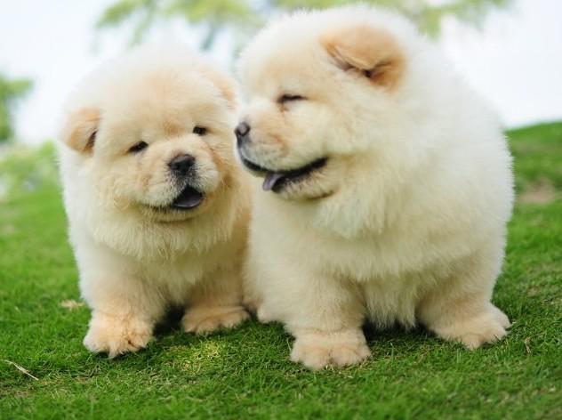 世界上最萌的狗狗,做好准备,一大波萌照来袭