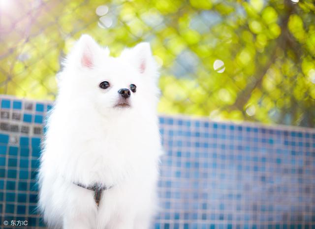 银狐犬的3大缺点,谁养谁知道!