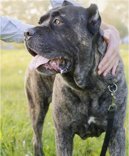 拉布拉多|罗威纳|边境牧羊犬_新浪新闻