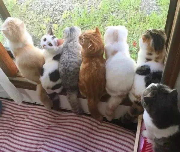 什么才是人生赢家就是养一个排的猫咪让它们站在窗台上