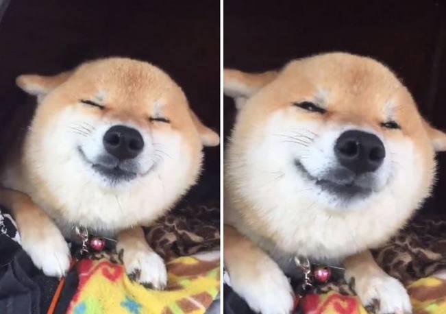 正睡觉的柴犬醒来看到主人后,开心地笑了起来,这笑容好治愈!