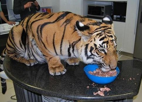 一户人家养了老虎做宠物, 天天拿好肉喂