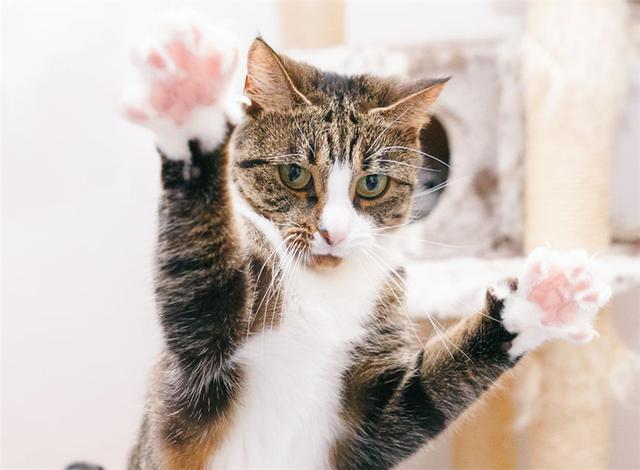 家里喵星人每天都张牙舞爪怎么破?我可爱的小奶猫哪里去了?