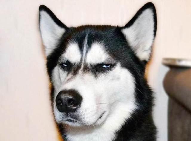 什么狗最蠢?那一定是二哈!本想出去玩,却发生一场闹剧!笑喷!