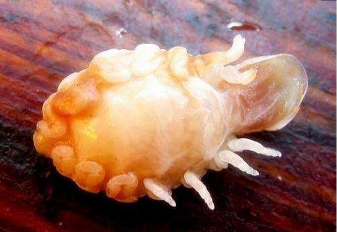 本想买来鲜活的鲫鱼煲汤喝, 割开鱼肚后却吐了一地