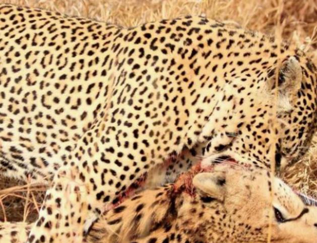 动物猎杀食物的残酷瞬间 "两蛇争霸"同类相残