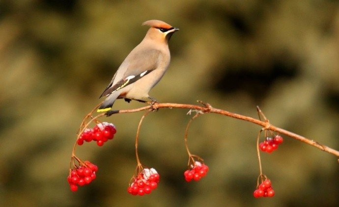头顶羽冠戴胜鸟,鸿运当头把喜报|枝头|虚事|戴胜鸟_新浪新闻