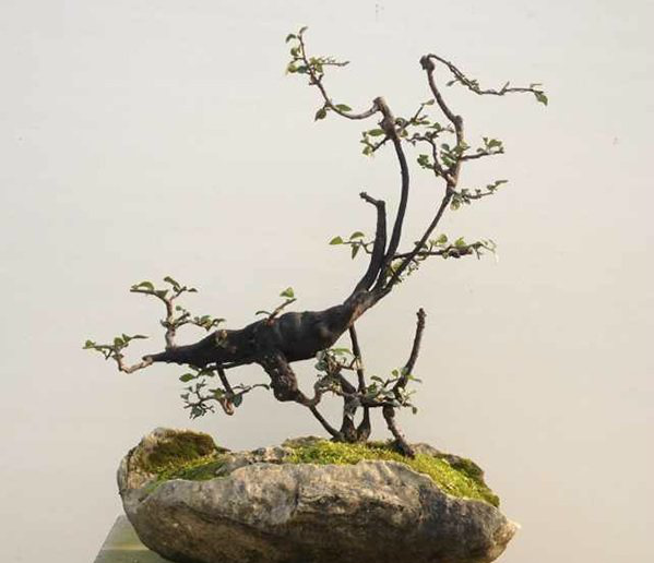 这16棵下山怪桩,一棵能换1辆车,最后一棵有钱买不到|盆景|怪物|苍古