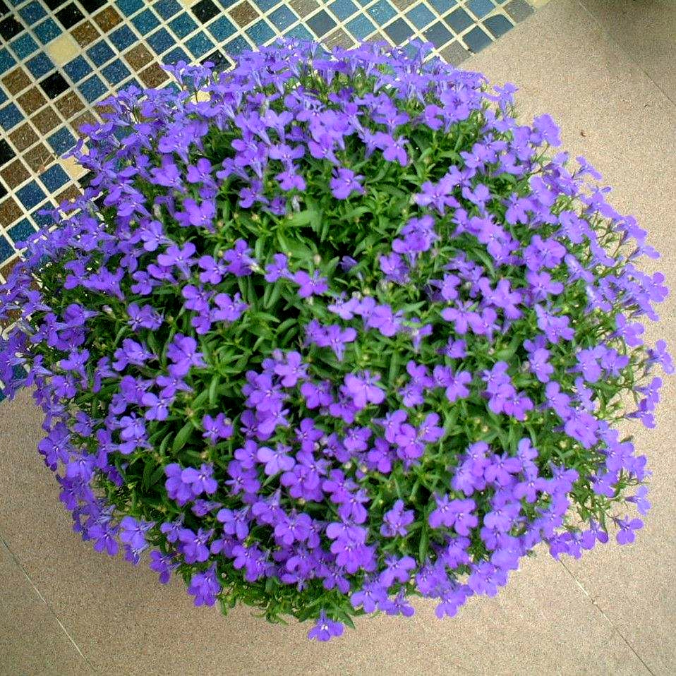 六倍利|阳台|蝶花_新浪新闻