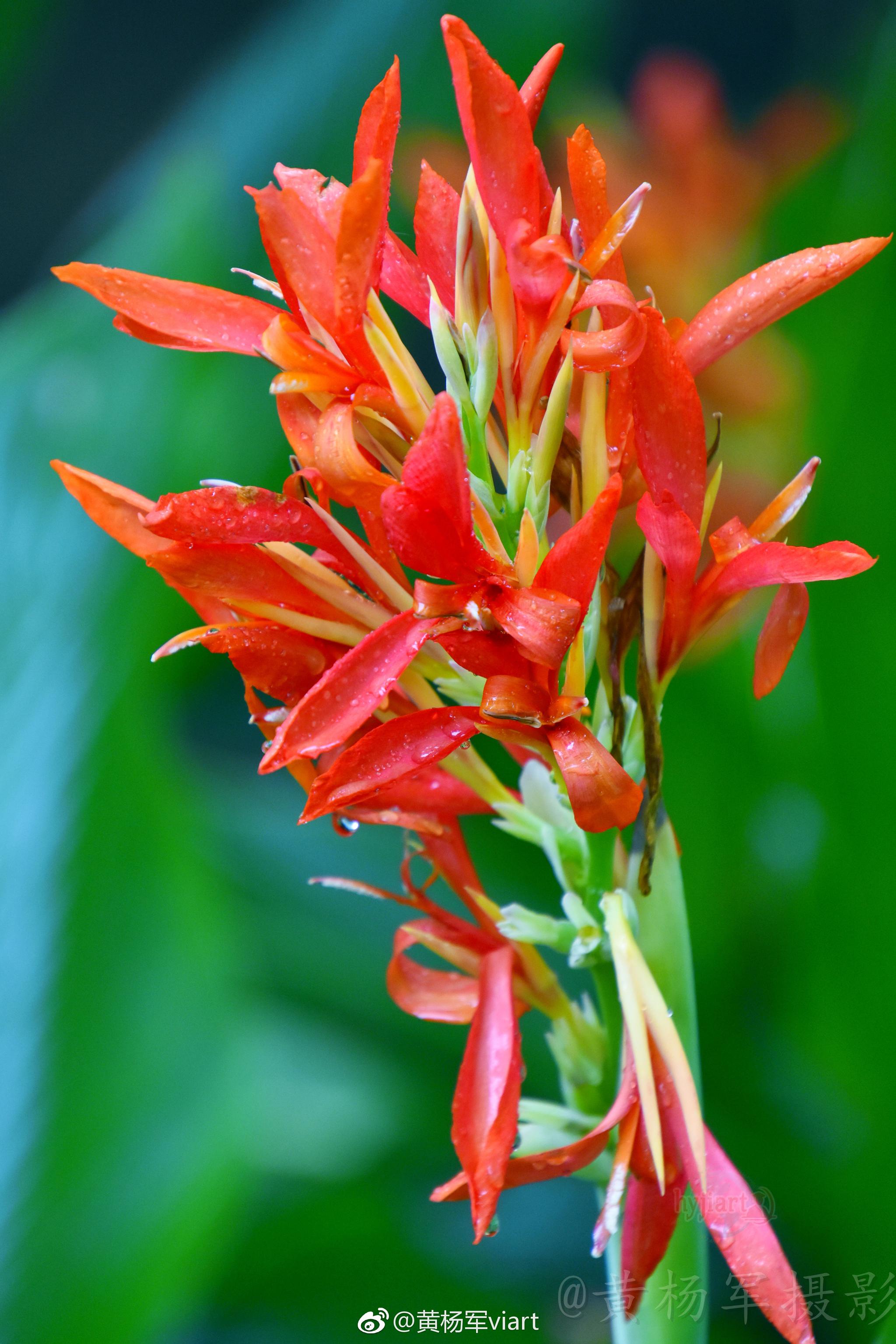 细雨飘落美人蕉美人蕉上雨珠附