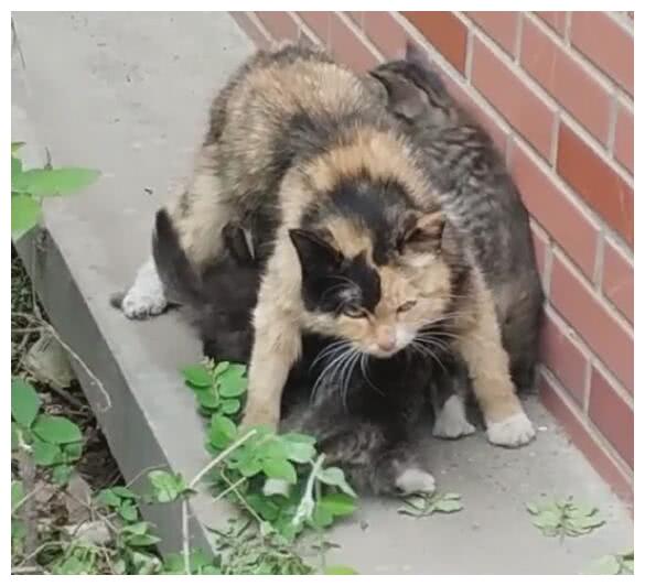 小奶猫抢奶喝,猫妈妈不许人靠近,喂奶姿势霸气侧漏!