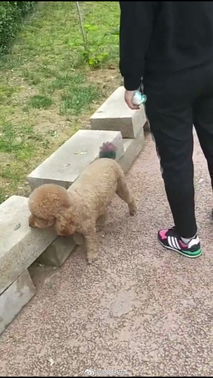 这个小区遛狗不牵绳成了风气限养办都管不住