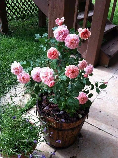 在花盆里如何养好月季花让月季常年开花的技巧