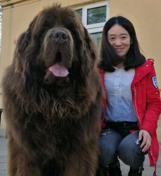 世界十大大型犬排名