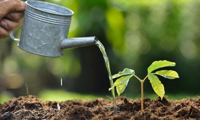 花卉盆栽,你不懂怎么浇水?还想把植物养好,那是不可能的!