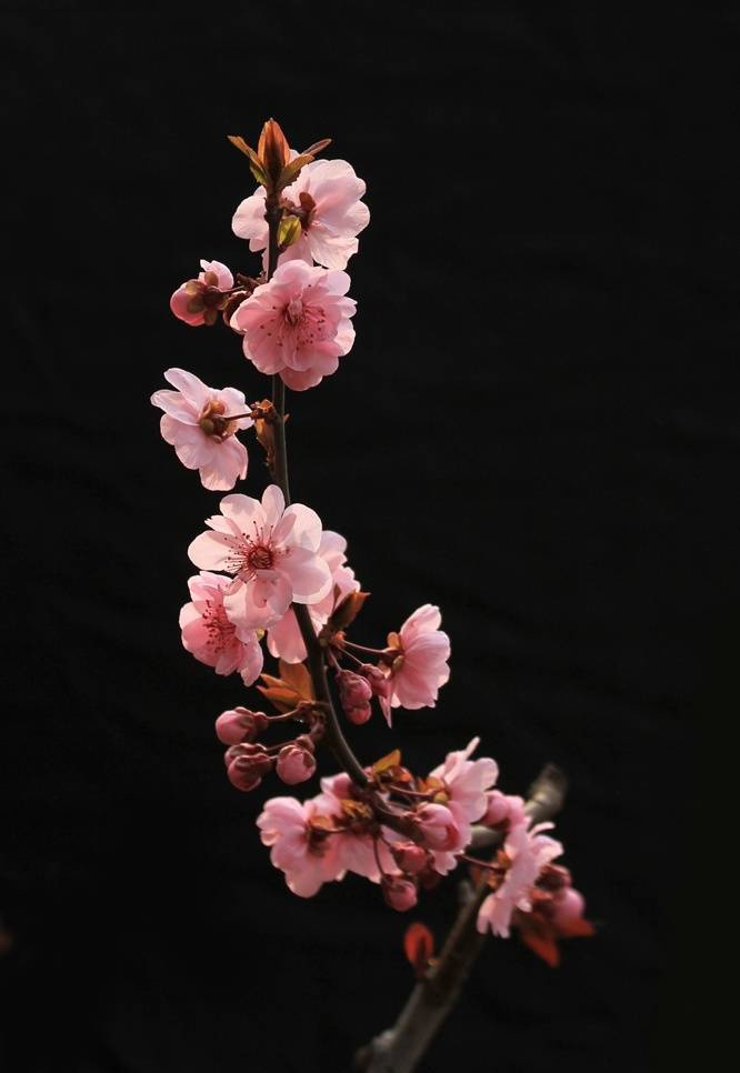 驿寄梅花鱼传尺素砌成此恨无重数