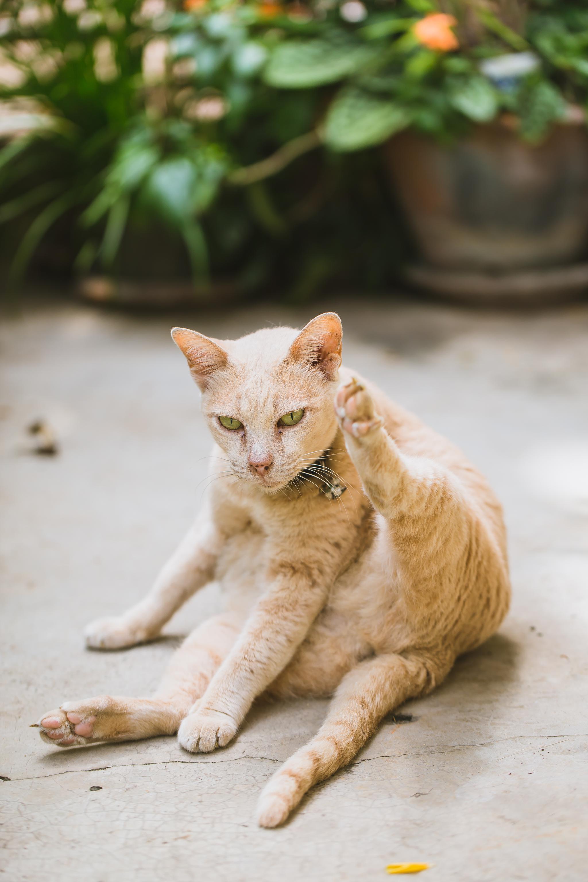 惊喵星人也有香港脚