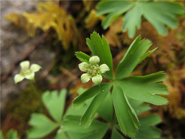 探秘川西最美植物王国达古冰山
