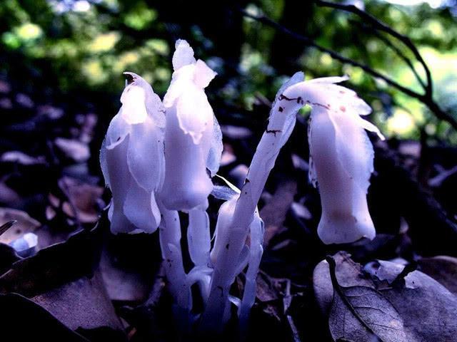 冥界之花竟真实存在在深山老林之中白色透明诡异无比