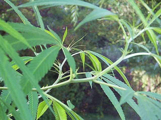 一级食用油——火麻油,长寿乡才有的养生油