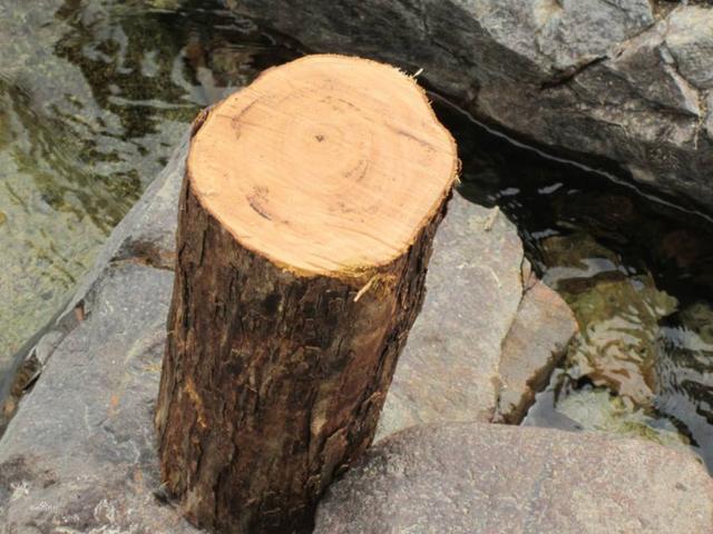 这珍贵的"望水檀",望水檀的学名叫做"黄檀"也有人叫"檀树"或者"檀木"