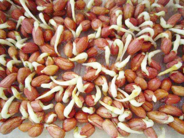 发芽的花生扔掉太可惜,在家中这样做很值钱,赶紧回家试试看!