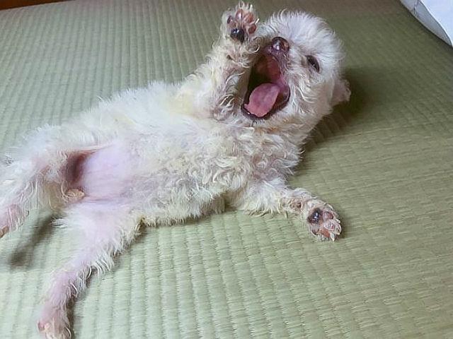 泰迪和吉娃娃生的狗狗,想不到这么好看,好可爱