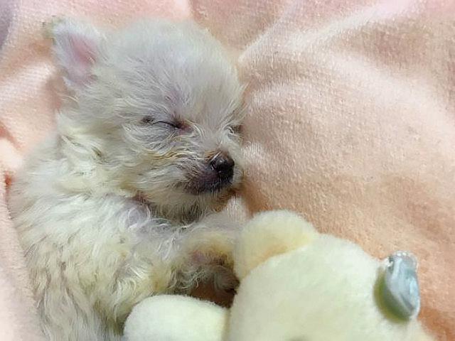 泰迪和吉娃娃生的狗狗,想不到这么好看,好可爱