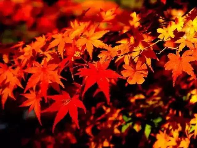 多"彩"贵州:走进遍地黄金的大山深处